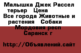 Малышка Джек Рассел терьер › Цена ­ 40 000 - Все города Животные и растения » Собаки   . Мордовия респ.,Саранск г.